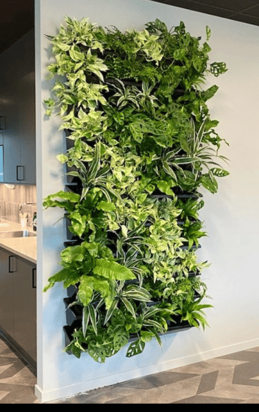 Smal växtvägg med hydrokultur växter