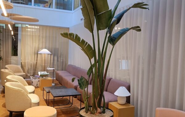 Strelitiza vid soffgrupp