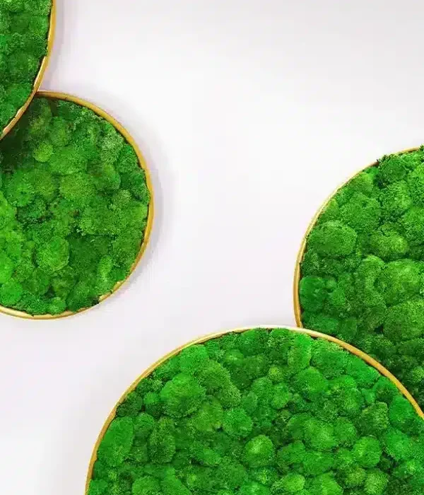 Greenmood_G-circle_product-2-rfpdmb9u0aq9shrwyua50h6yfvonrwnny9ixdxyrls